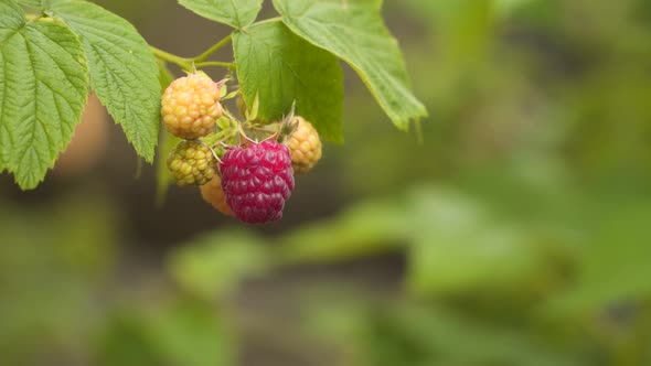 Unripe and ripe raspberry on the branch