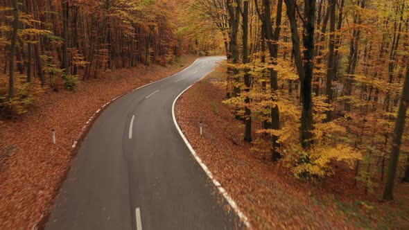 Aerial View Curvy Road in Autumn Forest