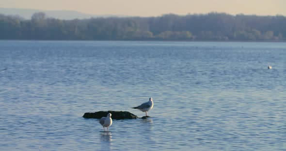 Two gulls on a lake alt