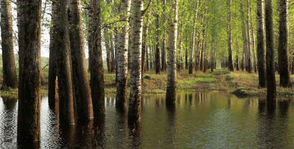 Spring Forest in Water