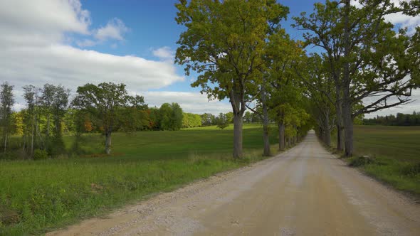 Gravel road between oak trees in autumn
