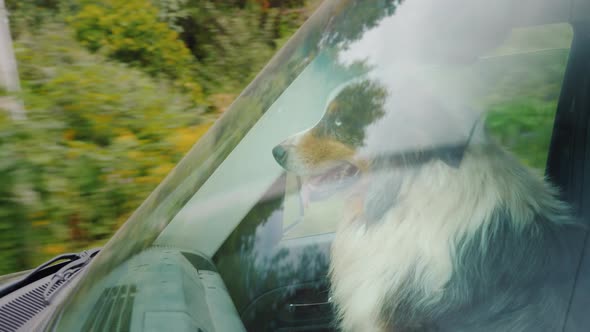Dog Rides in the Front Seat on the Passenger Seat alt