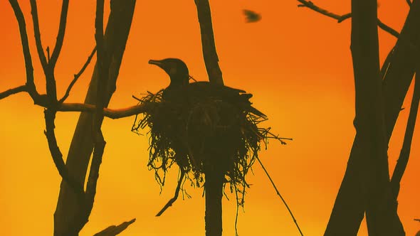 Single bird sitting on top of the tree at its nest at beautiful sunset evening Silhouette alt