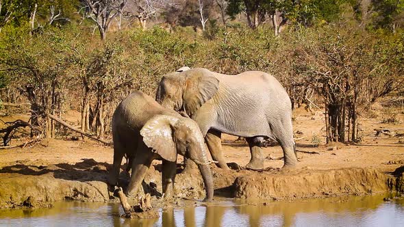 African bush elephant in Kruger National park, South Africa alt