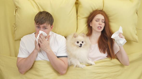 Young Couple Sneezing While While Lying on Bed with Dog As Allergy or Sickness Symptom Concept