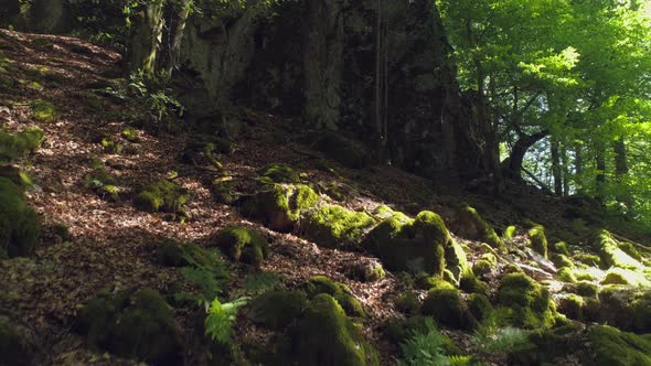 Flying in Deciduous Forest Nature Background