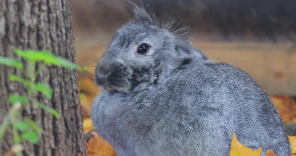 French Lop Is a Breed of Domestic Rabbit Developed in France in the 19Th Century alt