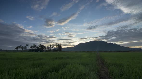Timelapse dramatic blue sky white cloud over the rice paddy field alt