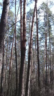 Vertical Video of the Forest Landscape Aerial View Slow Motion alt