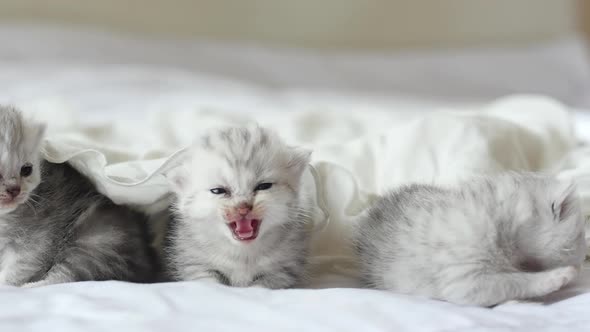 Cute Tabby Kittens Playing Under White Blanket alt