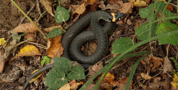 Snake on Grass
