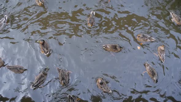 Slow Motion Hungry Mallard Ducks Swimming in the Pond and Eating Bread Pieces