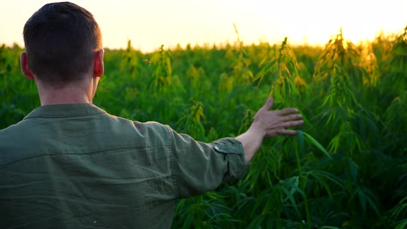 An Unrecognizable Male Farmer Walks Along a Cannabis Field at a Beautiful Sunset Slow Mo alt