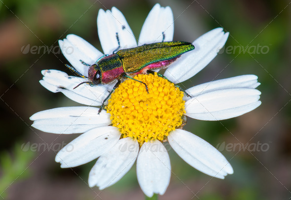 Closeup of a jewel beetle(Anthaxia hungarica)