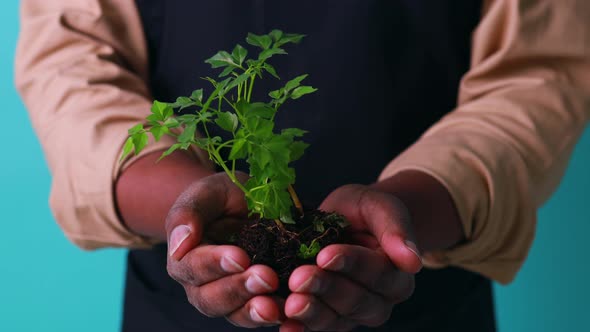 Latin Man Gardener Holds Pot with a Plants in Studio Blue Background alt