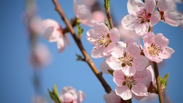 Peach Flowers With Bees