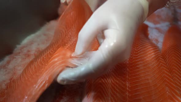 Hand with gloves is laying down a raw fillet of rainbow trout in salt - Shallow depth handheld slow alt