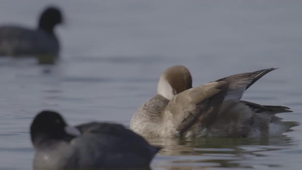 Red-crested Pochard Female Cleaning