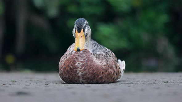 Sitting male mallard duck looks around and goes to sleep alt