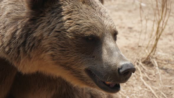 A Large Brown Bear Is Waiting for Food in a Sunny Zoo on a Sandy Beach in Summer  