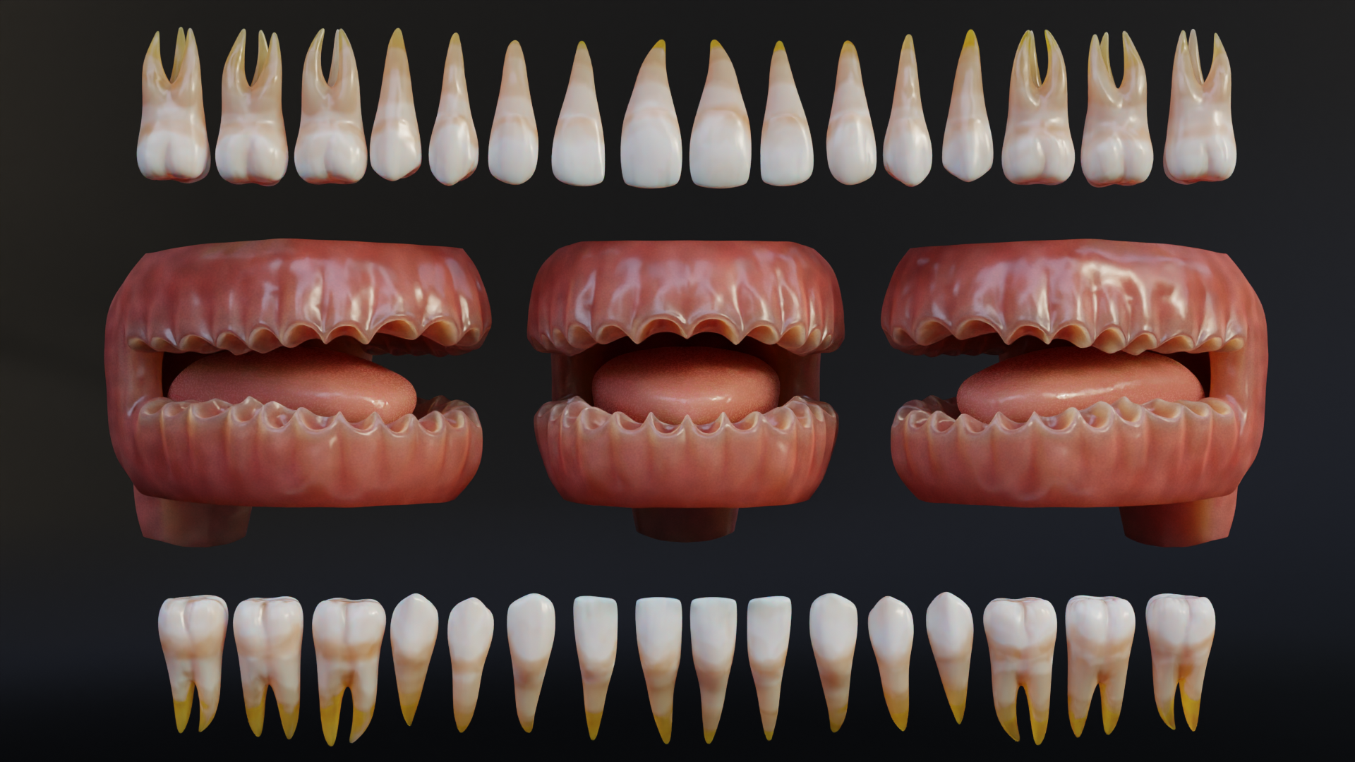 Human Mouth with Teeth Tongue and Gums Rigged Low-poly 3D model