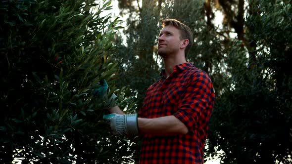 Man examining olives on plant in farm alt