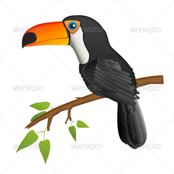 Toucan - Animals Illustrations