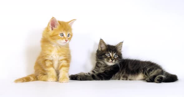 Brown Blotched Tabby and Cream Blotched Tabby Maine Coon Domestic Cat, Kitten  Normandy in France, alt