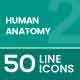 Human Anatomy Line Icons 