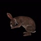 Wild Rabbit Eat - VideoHive Item for Sale