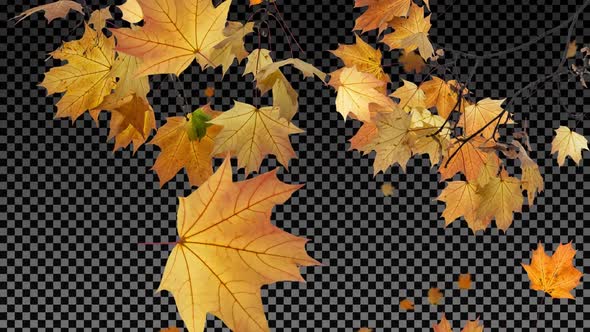 Maple Tree Branches and Falling Leaves - Transparent Background