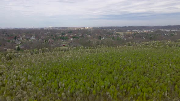Aerial/Drone Flyover of Field of Blooming Trees in Suburban Kentucky