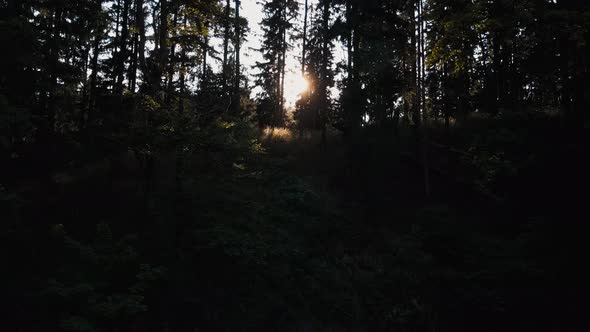Sun Shining Through Forest Trees alt