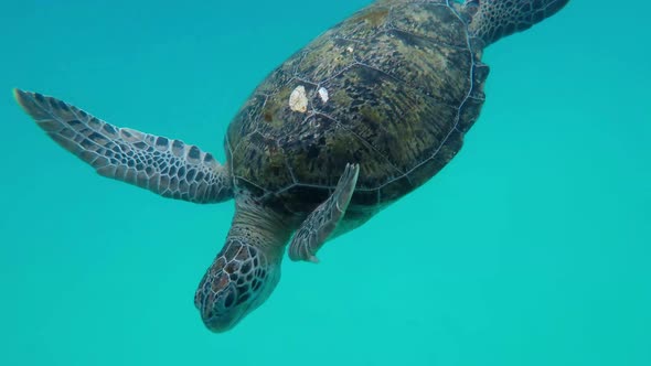 Sea turtle on Redang Island, Malaysia. Eating Squid, Stock Footage