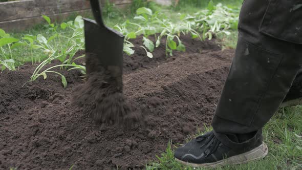 Leveling soil with shovel to transplant turnips alt