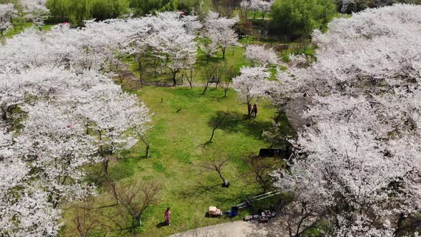 A Panoramic View of a Park Where White Cherry Blossom are Growing