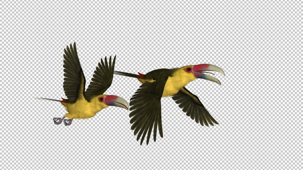 Toucan Birds - III - Saffron Aracari - Pair Flying Transition - Side View