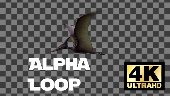 Dinosaur Pterodactal Fly Animation Loop With Alpha Side View