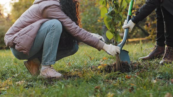 Closeup Group People Students Activists Planting Tree in Autumn Park Take Care Environment Natural alt