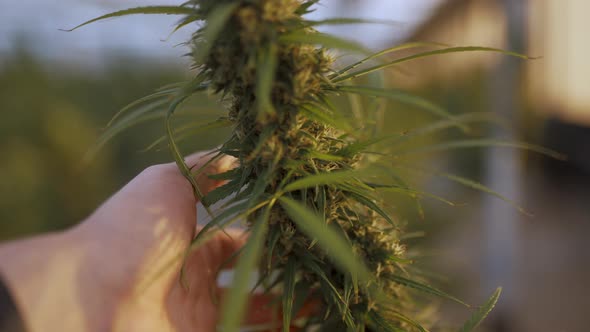 Man Touching a Cannabis Bush alt