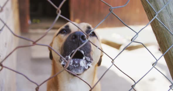 Abandoned dog locked up in a shelter alt