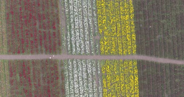 Aerial Footage viewing a flower field