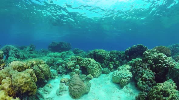 Coral Reef and Tropical Fish Underwater. Bohol, Panglao, Philippines. alt