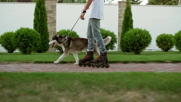 Man in White Tshirt and Jeans Rollerblading Wiht Husky Dog Through Alley in Slowmotion alt