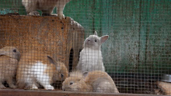 Filming of Baby Rabbits Rubbing Against the Cage and Sniffing It