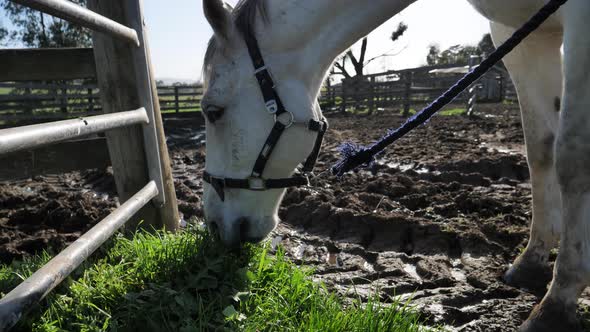 moving towards a white horse eating green grass next to metal fence in slow mo alt