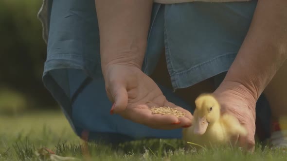 Unrecognizable Senior Woman Feeding Baby Duckling Outdoors. Femal Caucasian Hands Holding Bird and alt