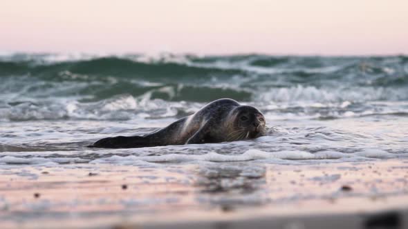 Common Seal Phoca Vitulina Moving Onto Beach From Sea alt