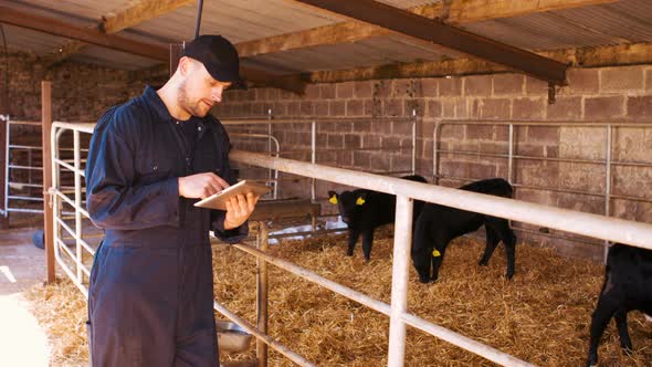 Cattle farmer using digital tablet alt