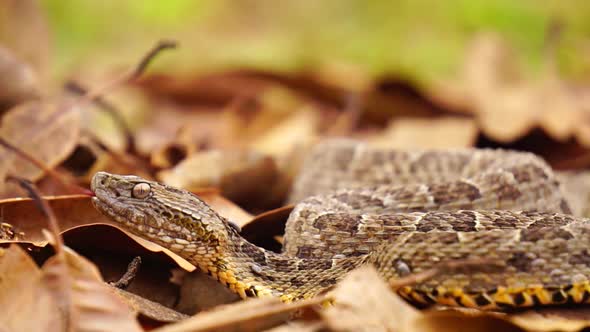 Brazilian Jararaca Dangerous Snake Profile View